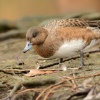 Hvizdak eurasijsky - Anas penelope - Eurasian Wigeon 5969